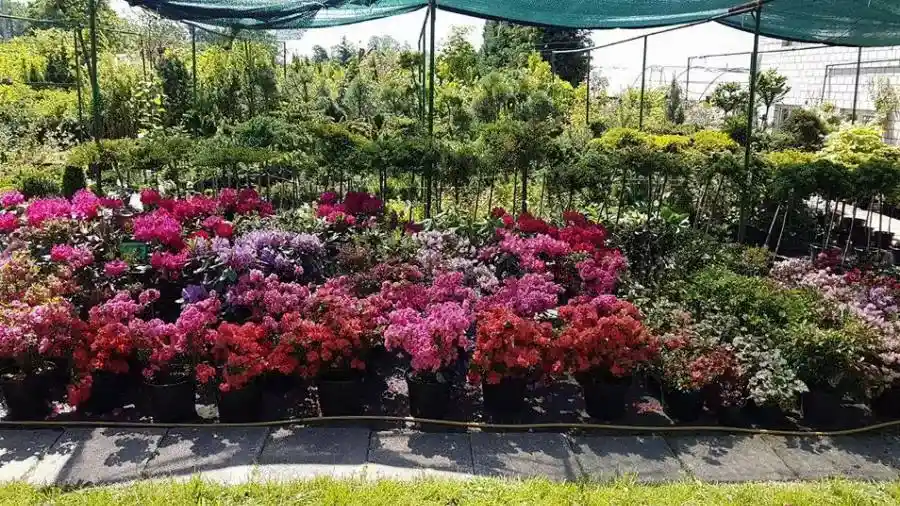 Plantas coníferas en el vivero
