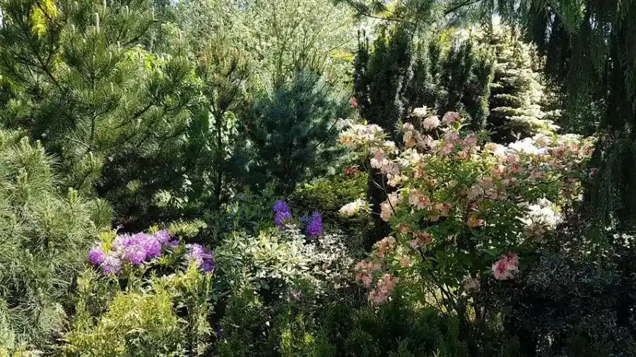 Árboles de hoja caduca