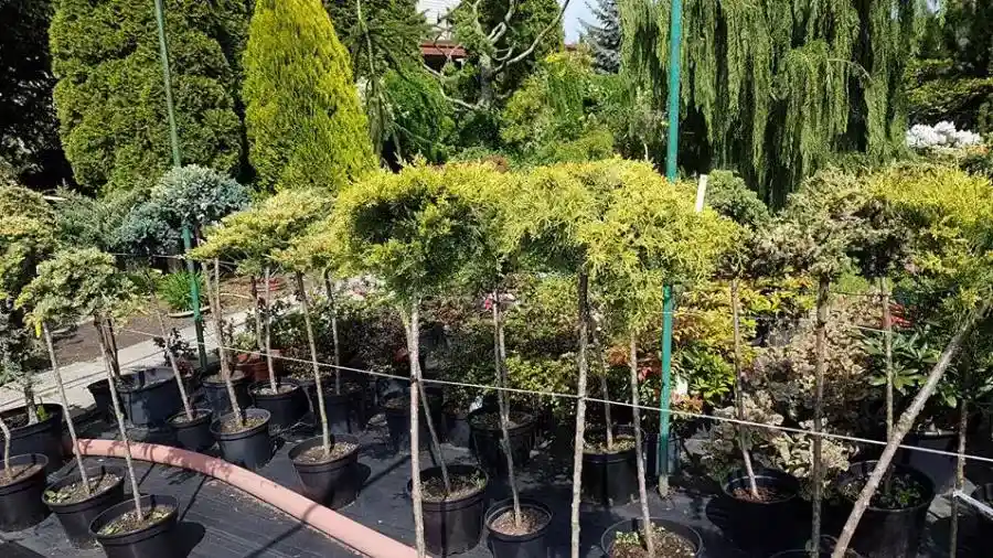 Contenedores con plantas
